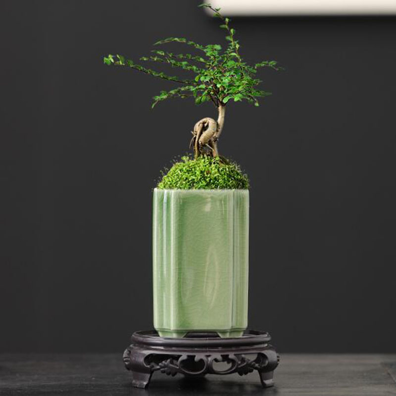 Bonsai Garden Europe - Porcelain Square Celadon Glazed Orchid Flowerpot