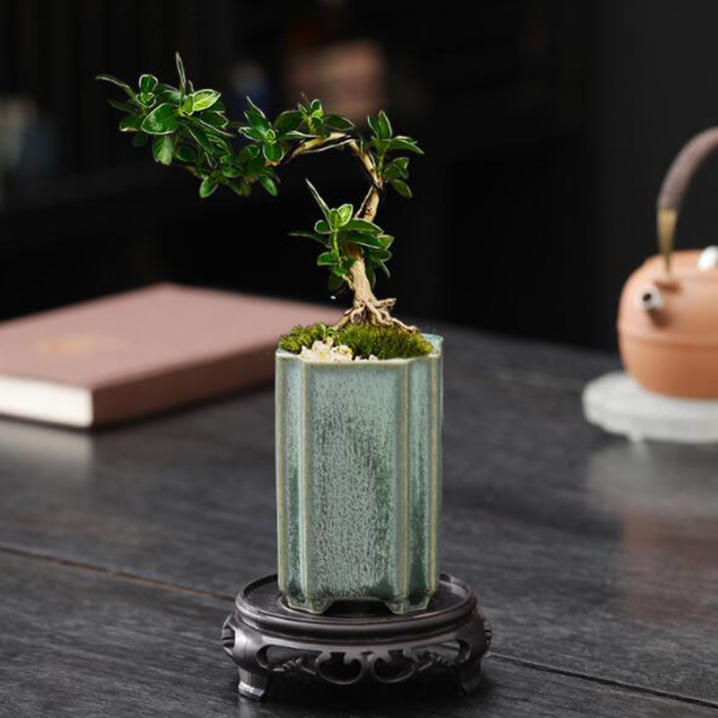 Porcelain Square Celadon Glaze - đánh giá và giá Bonsai Garden Europe