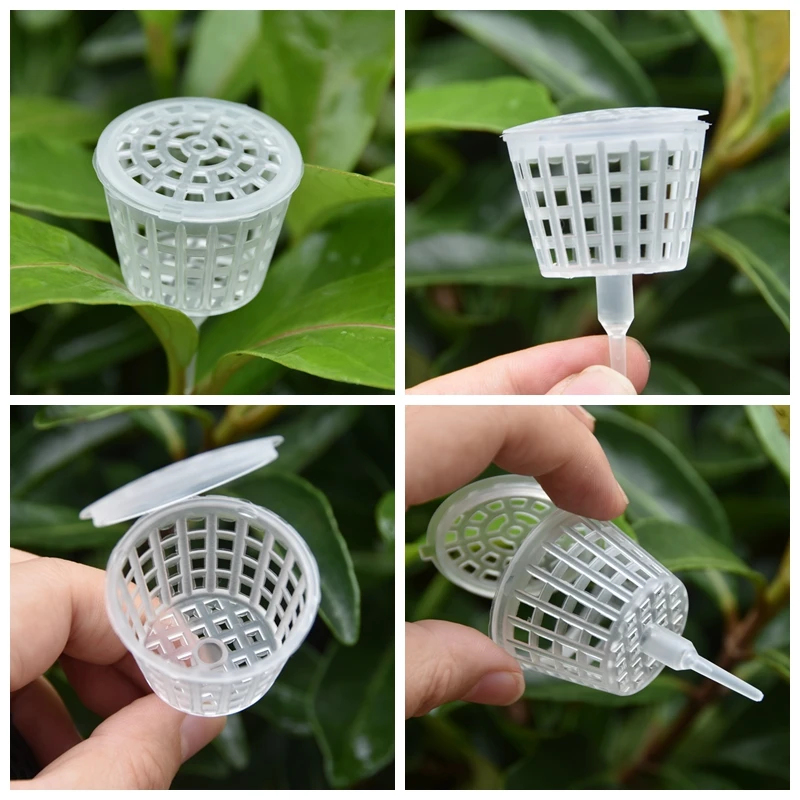 20/50Pcs Fertilizer Basket Wit - đánh giá và giá Bonsai Garden Of Ct