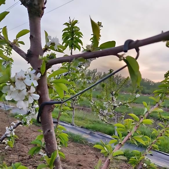 Adjustable Fruit Tree Branch S - đánh giá và giá Bonsai Gardening
