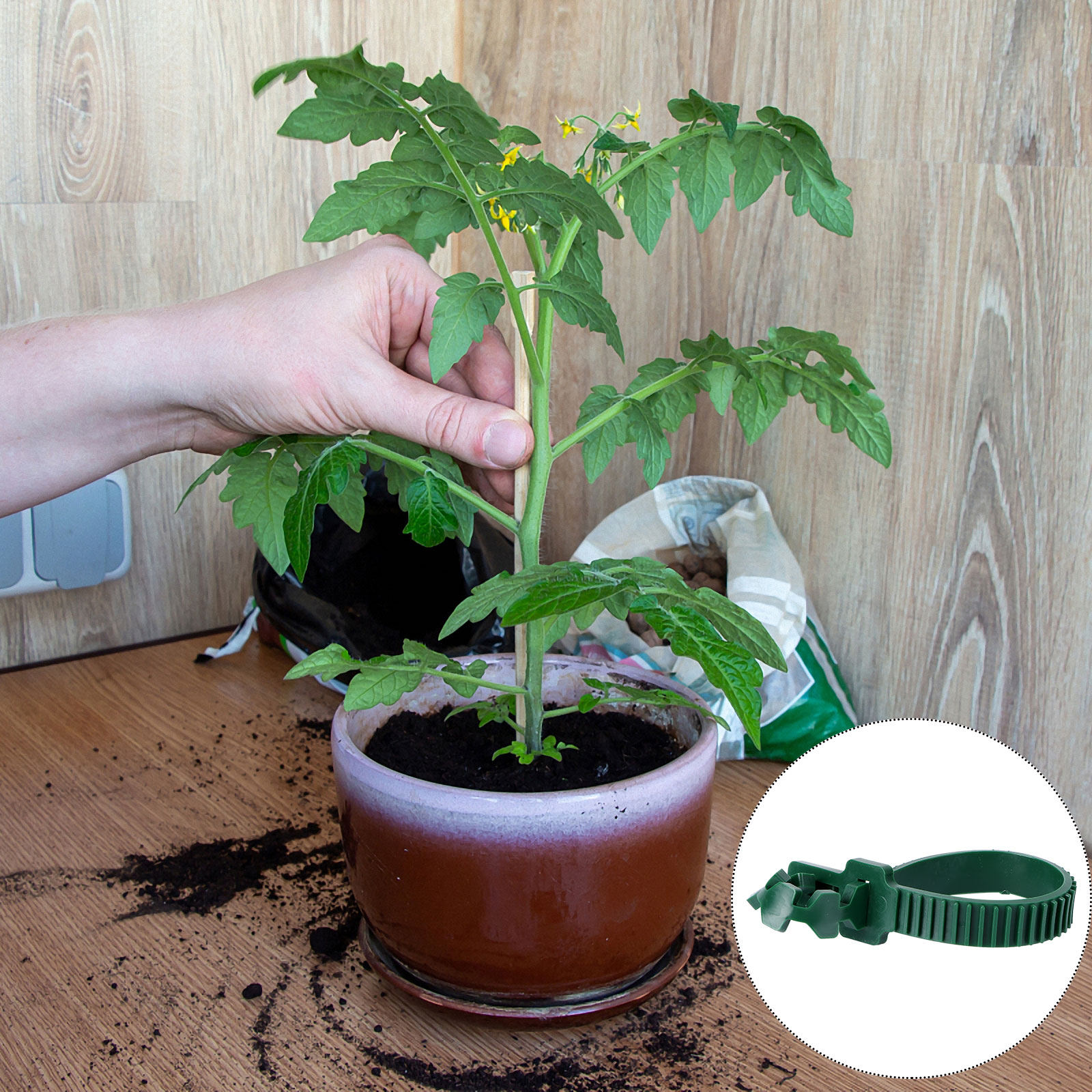 20Pcs Vine Fixing Buckle Plant - đánh giá và giá Bonsai Gardening